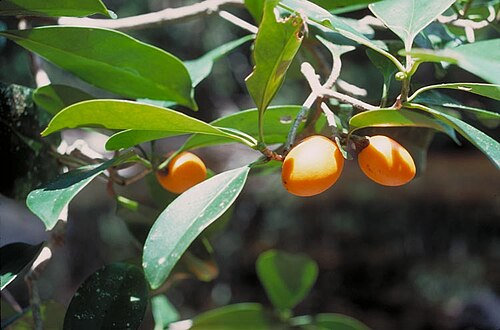 Ternstroemia cherryi: Ternstroemia cherryi with fruit
