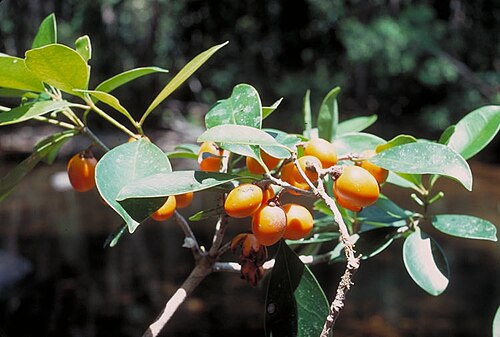 Ternstroemia cherryi: Ternstroemia cherryi with fruit