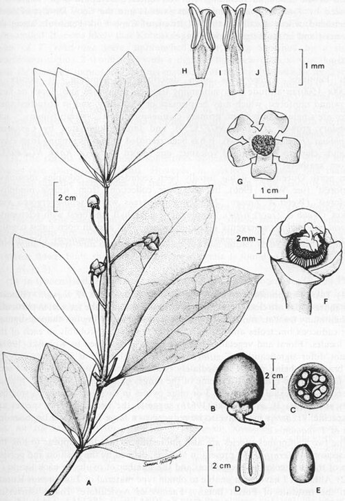 Ternstroemia cherryi: Ternstroemia cherryi botanical sketch