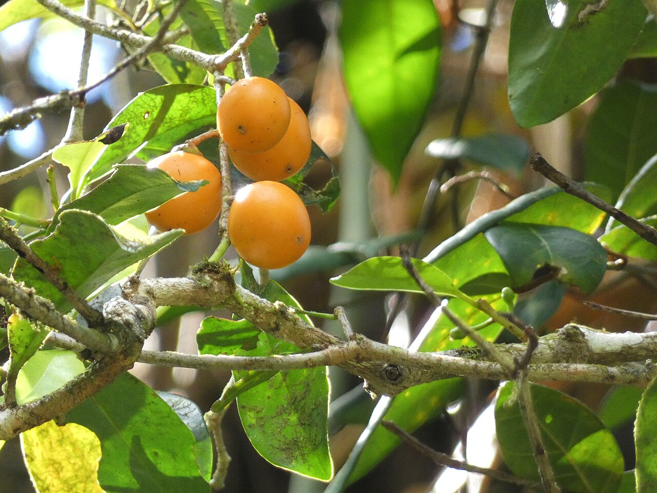 Ternstroemia cherryi: Ternstroemia cherryi in Australia