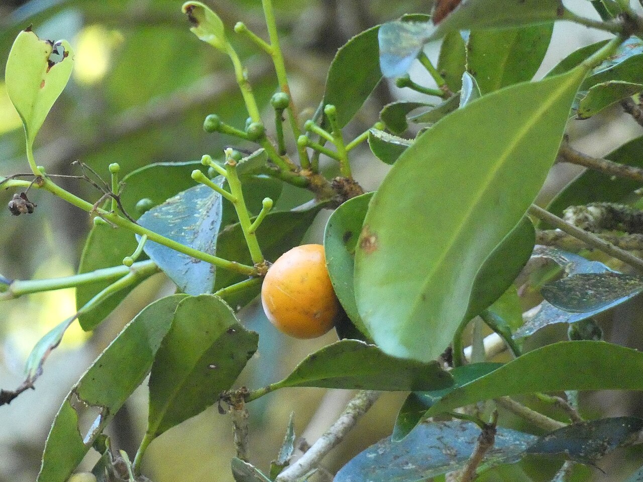 Ternstroemia cherryi: Ternstroemia cherryi in Australia