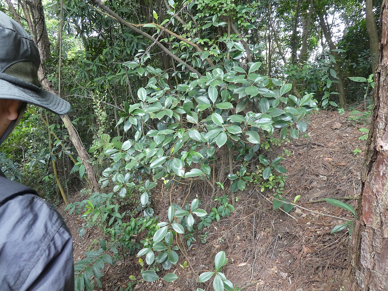 Ternstroemia coniocarpa: Ternstroemia coniocarpa in Guangdong, China.