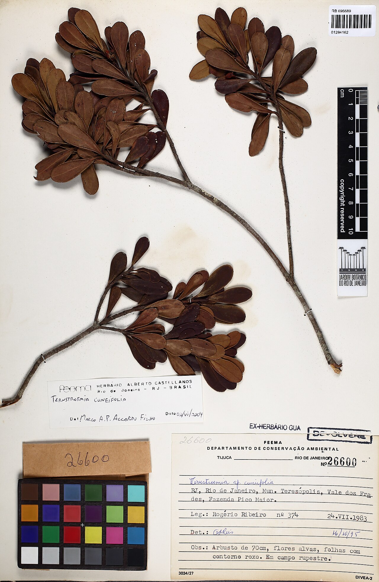 Ternstroemia cuneifolia: Herbarium specimen of Ternstroemia cuneifolia
