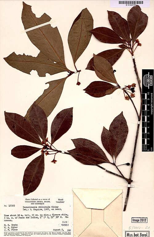 Ternstroemia delicatula: Herbarium specimen of Ternstroemia delicatula