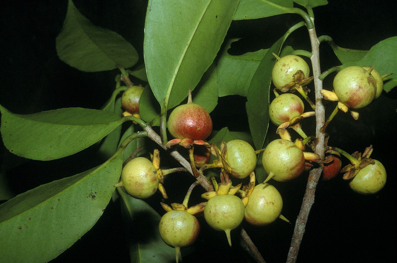 Ternstroemia dentata: Ternstroemia dentata