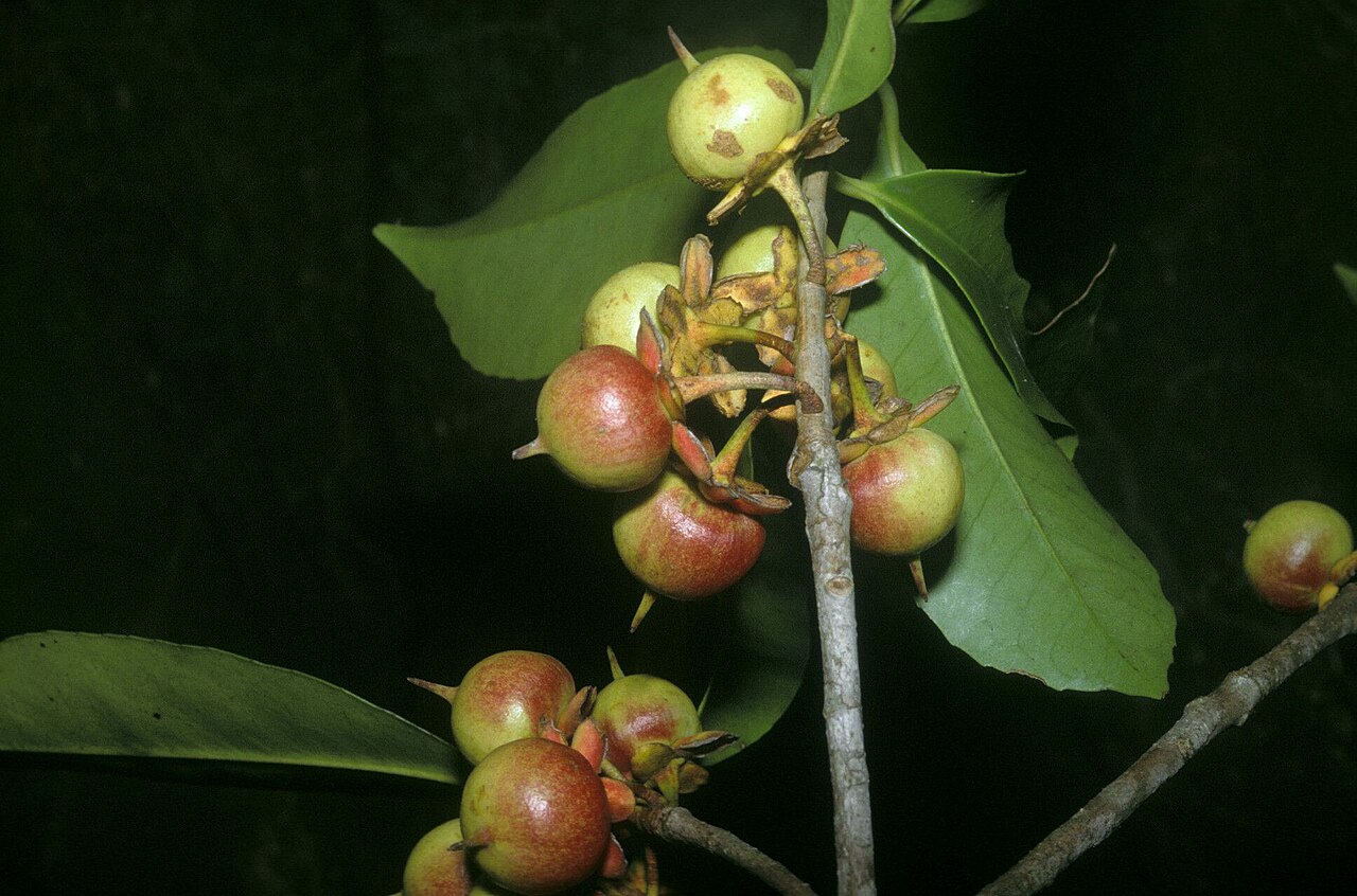 Ternstroemia dentata: Ternstroemia dentata