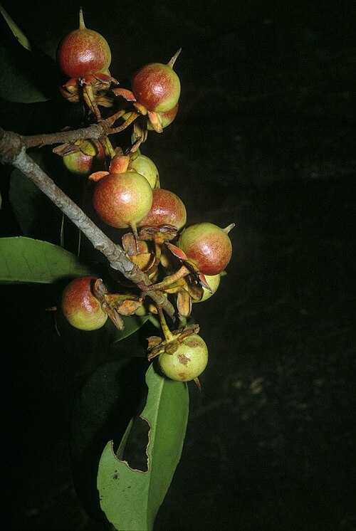 Ternstroemia dentata: Ternstroemia dentata