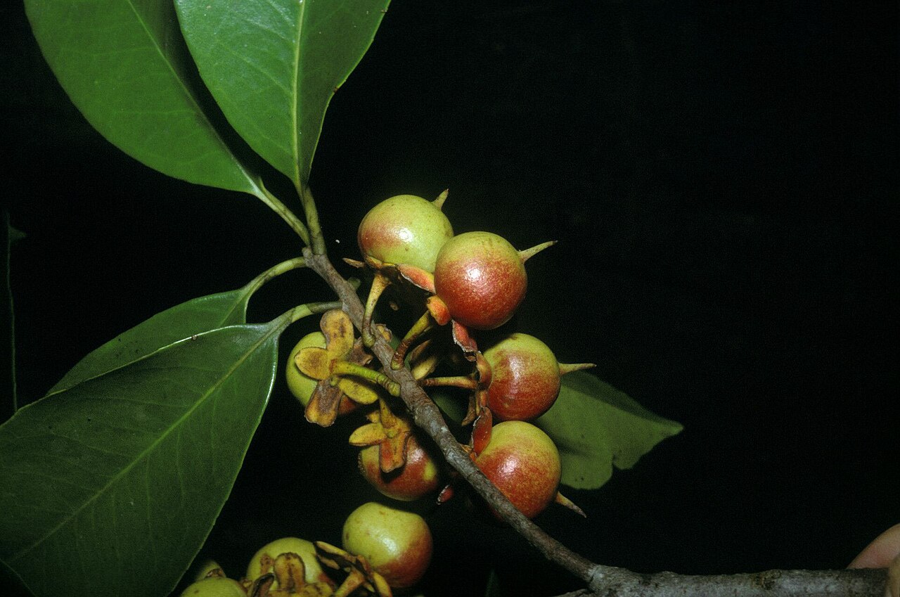 Ternstroemia dentata: Ternstroemia dentata