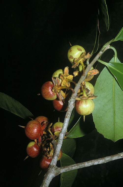 Ternstroemia dentata: Ternstroemia dentata