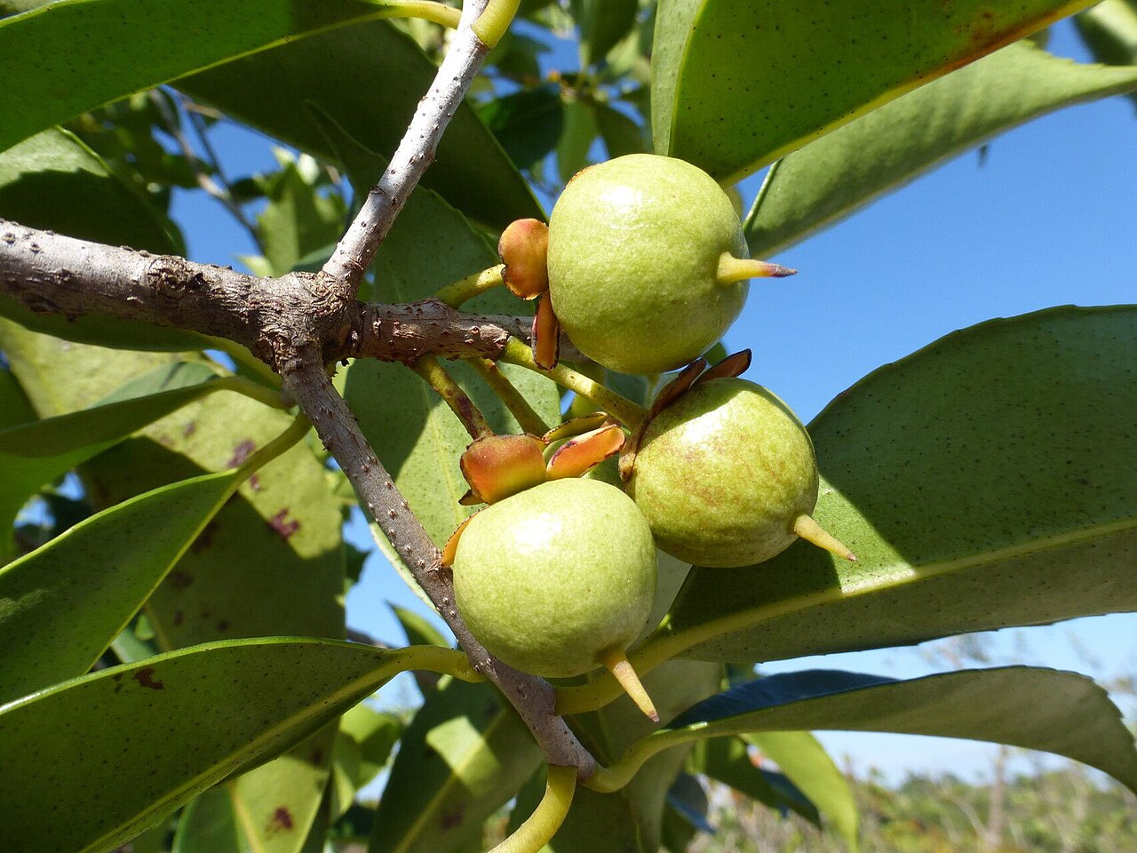 Ternstroemia dentata: Ternstroemia dentata in Suriname