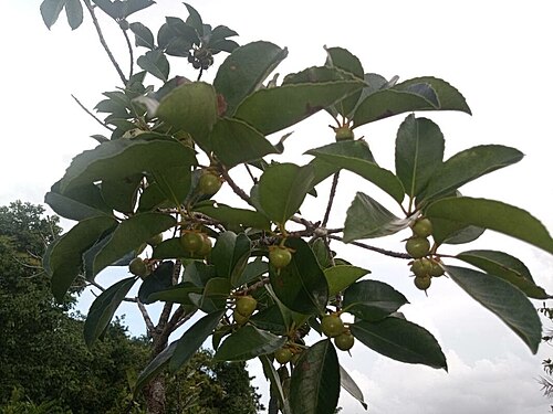 Ternstroemia dentata: Ternstroemia dentata