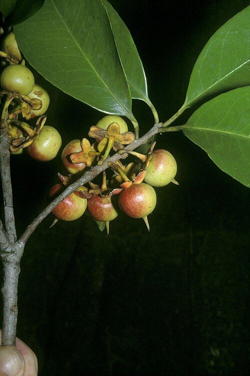 Ternstroemia dentata: Ternstroemia dentata
