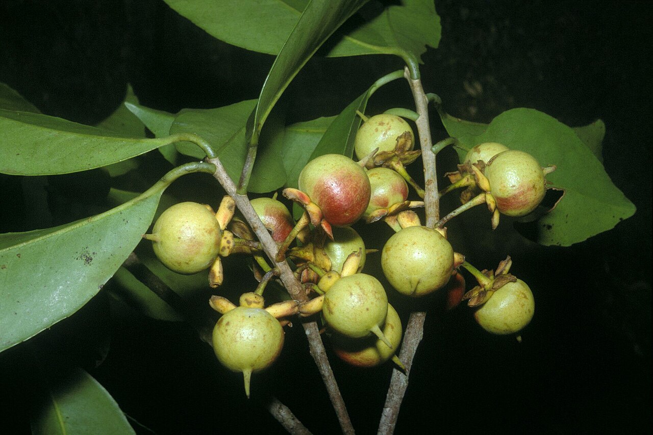 Ternstroemia dentata: Ternstroemia dentata