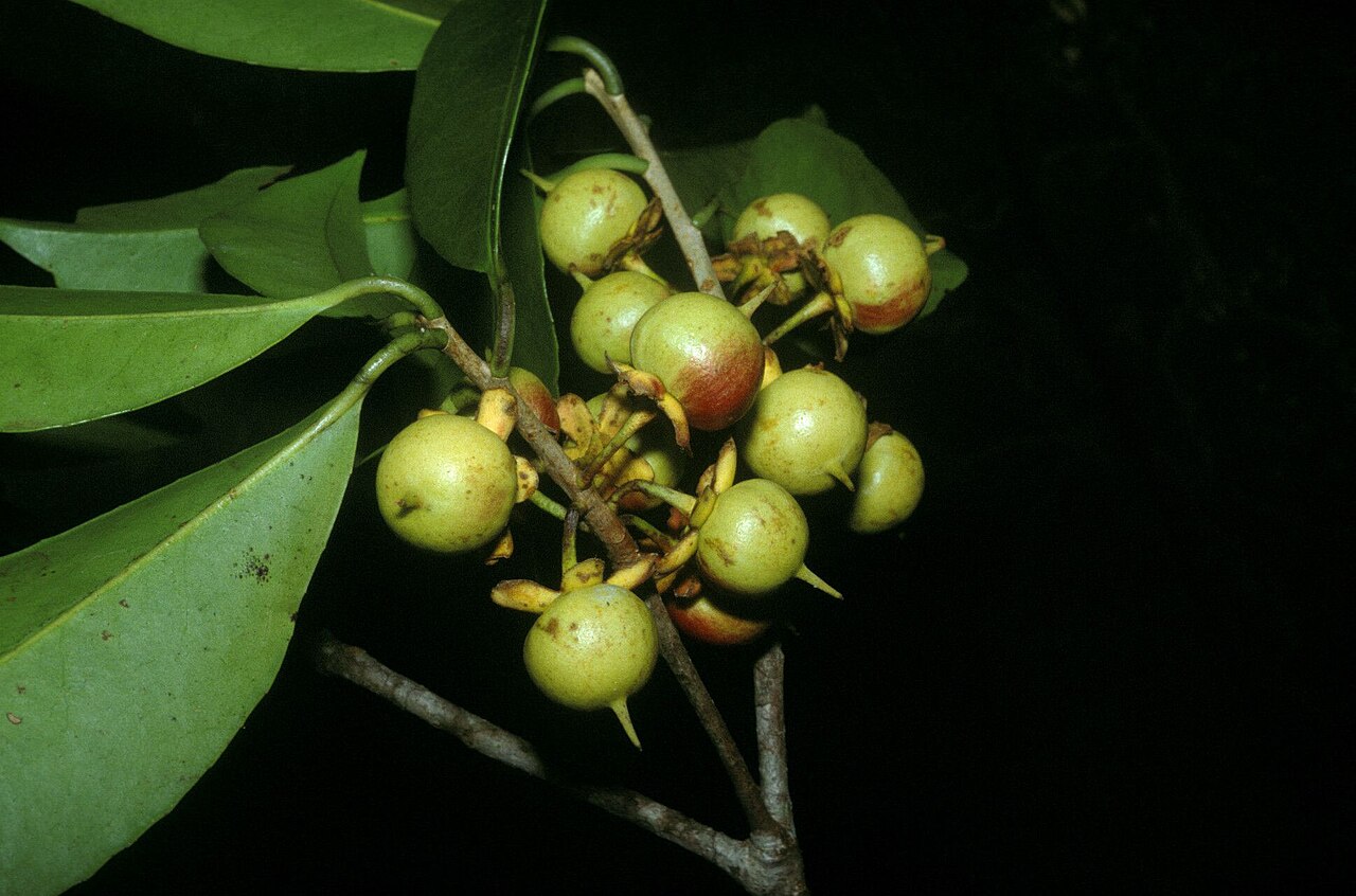 Ternstroemia dentata: Ternstroemia dentata