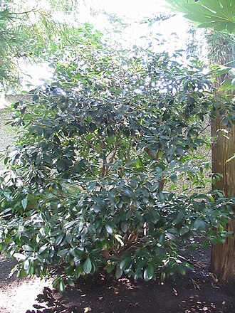 Ternstroemia gymnanthera: Location taken: <a href=" http://www.usna.usda.gov/ " target="_blank">the United States National Arboretum</a>, Washington D.C.. Names: Ternstroemia gymnanthera