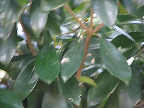 Ternstroemia gymnanthera: Location taken: <a href=" http://www.usna.usda.gov/ " target="_blank">the United States National Arboretum</a>, Washington D.C.. Names: Ternstroemia gymnanthera