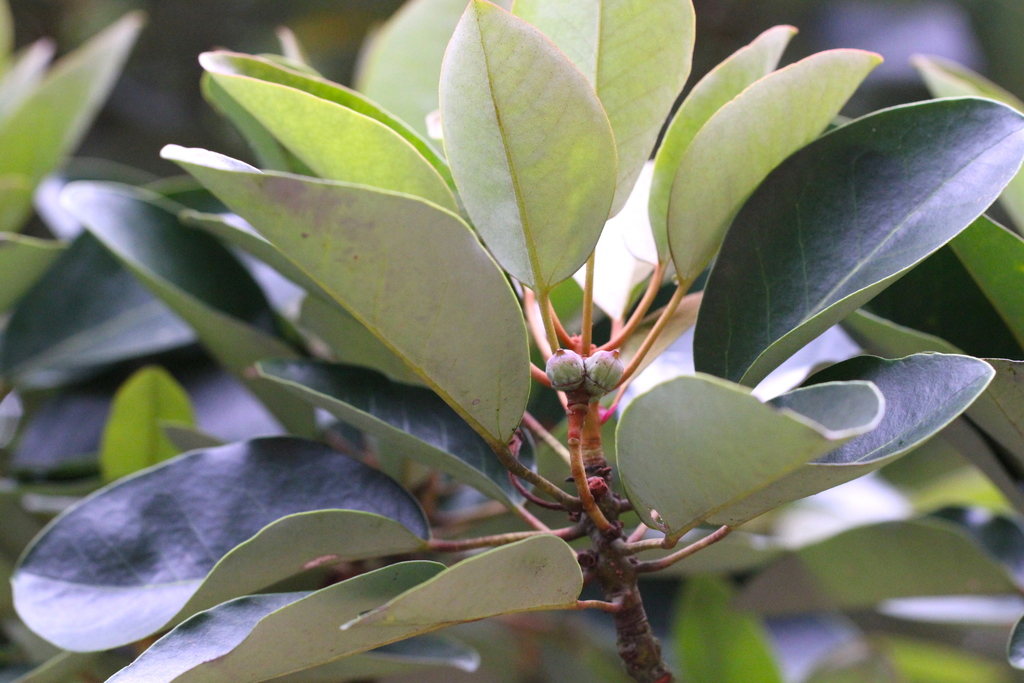 Ternstroemia kwangtungensis (Ternstroemia kwangtungensis)