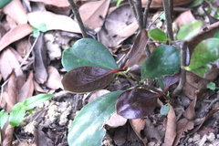 Ternstroemia kwangtungensis (Ternstroemia kwangtungensis)