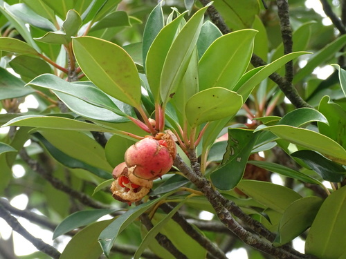 Ternstroemia luteoflora (Ternstroemia luteoflora)