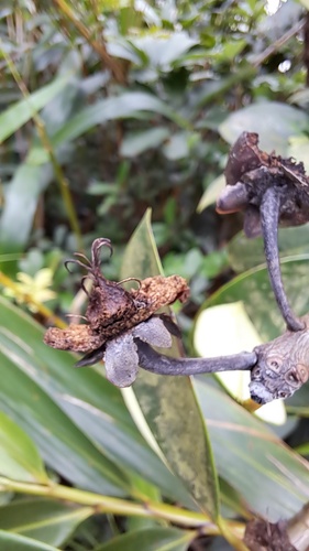 Ternstroemia luteoflora (Ternstroemia luteoflora)