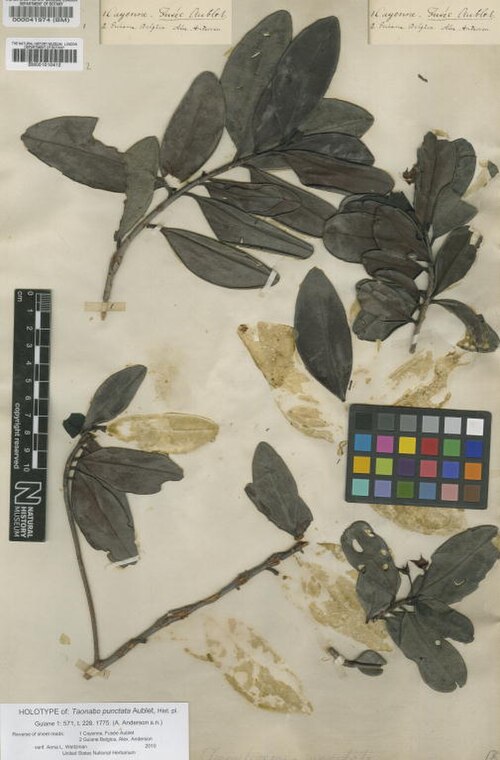 Ternstroemia punctata: Taonabo punctata Aubl. (= Ternstroemia punctata (Aubl.) Sw. ) - herbier collecté par Aublet en Guyane, conservé au British Museum BM000041974