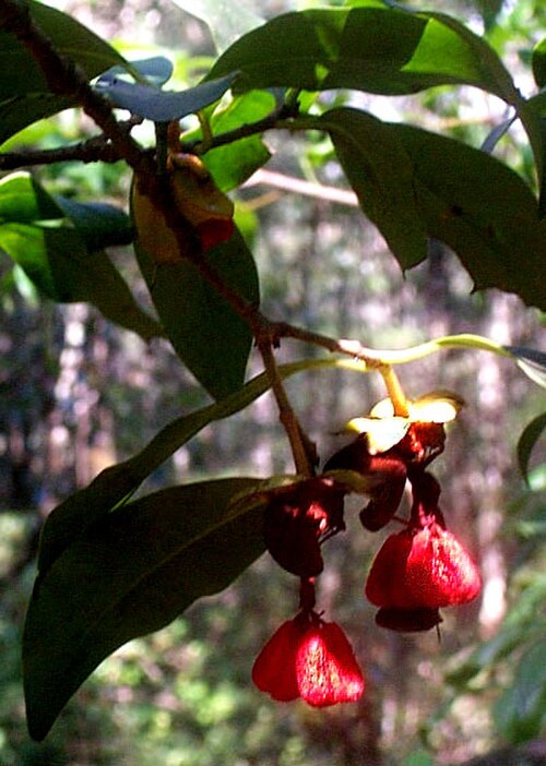 Ternstroemia sylvatica: Ternstroemia sylvatica, mature, split-open fruits