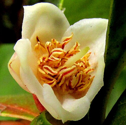 Ternstroemia sylvatica: Ternstroemia sylvatica, flower from above
