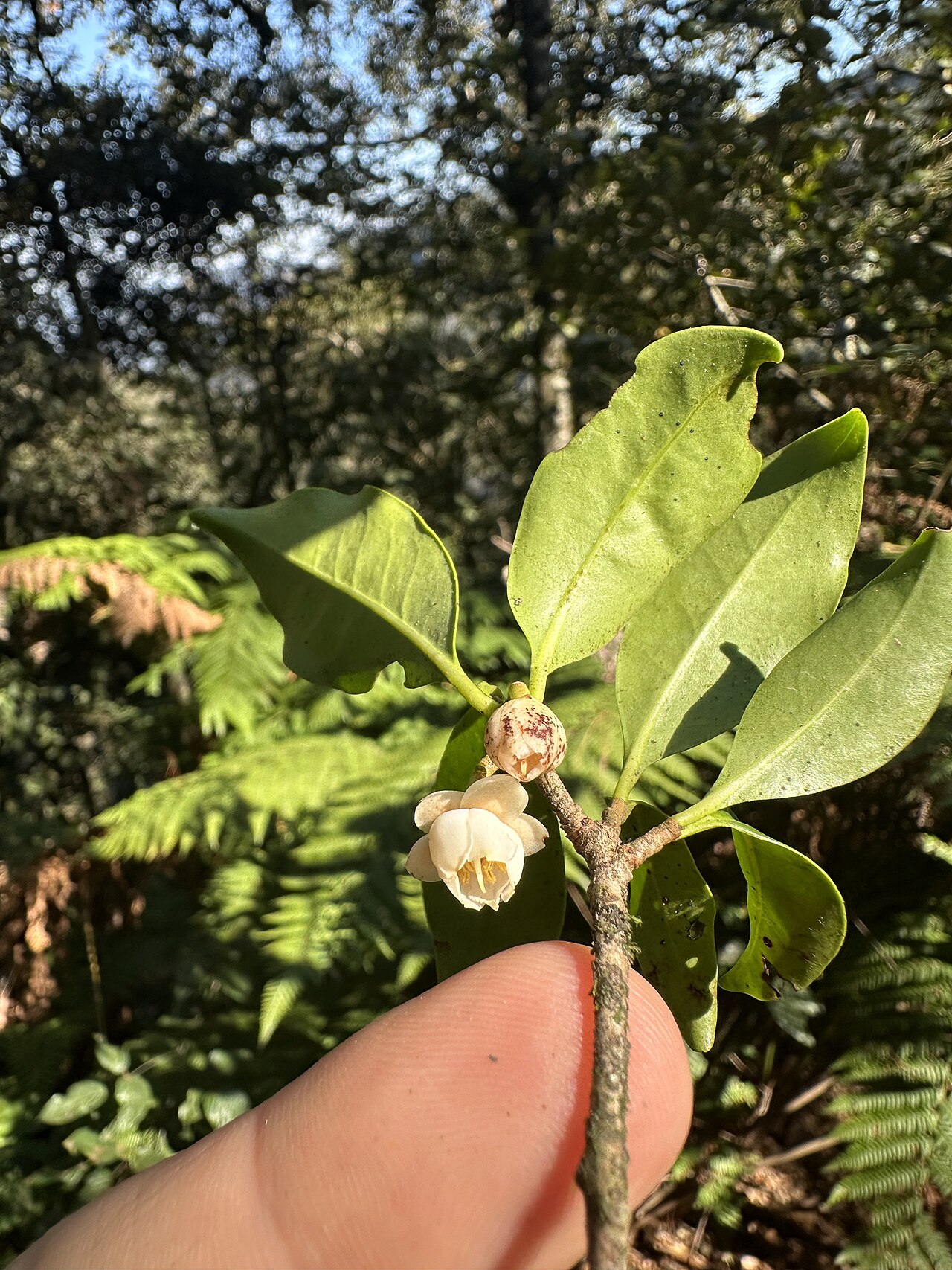 Ternstroemia sylvatica: Ternstroemia sylvatica in Puebla, Mexico.