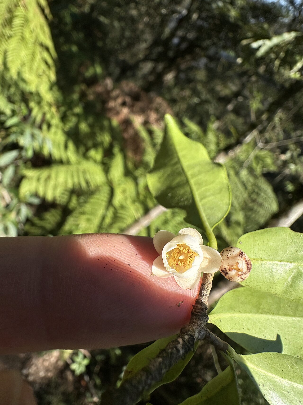 Ternstroemia sylvatica: Ternstroemia sylvatica in Puebla, Mexico.
