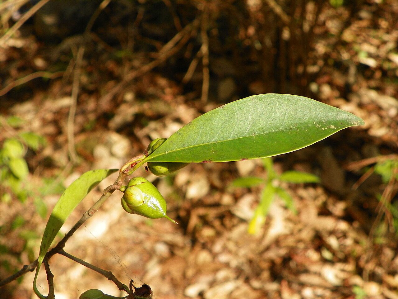 Ternstroemia sylvatica: Ternstroemia sylvatica