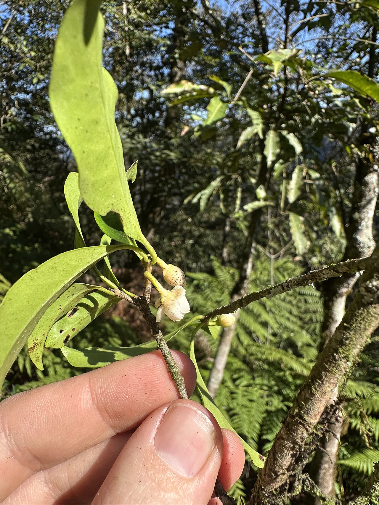 Ternstroemia sylvatica: Ternstroemia sylvatica in Puebla, Mexico.
