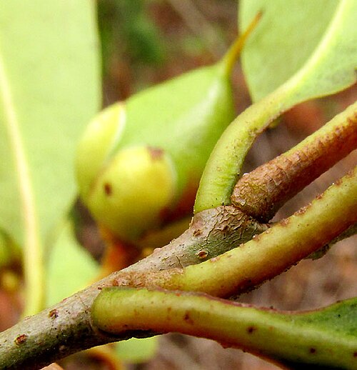 Ternstroemia sylvatica: Ternstroemia sylvatica, stem with petioles