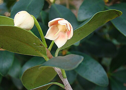 Ternstroemia tepezapote: Native to Mexico and Guatemala. UC Berkeley Botanical Gardens. In context at www.dixpix.ca/meso_america/Flora/ericales/index.html