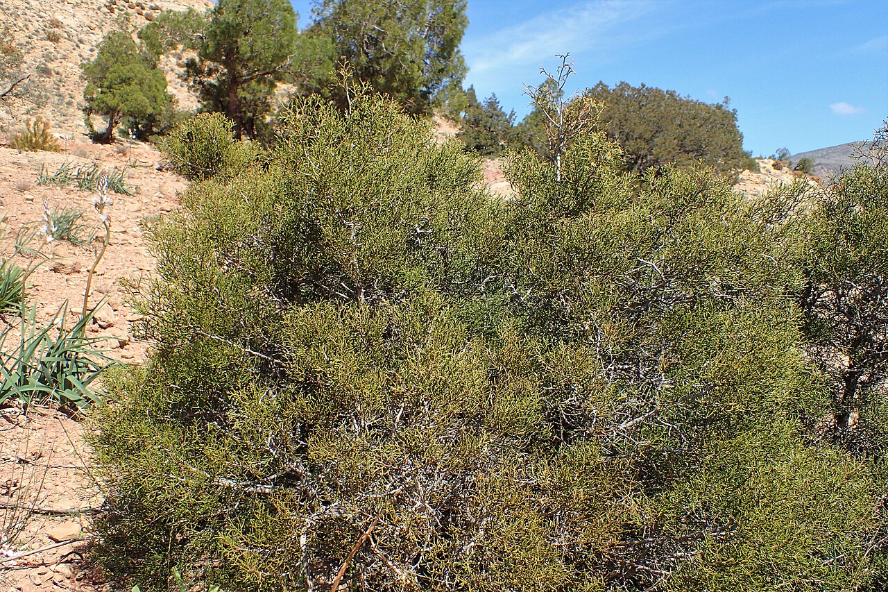 Arar tree: Tetraclinis articulata in Imintanoute