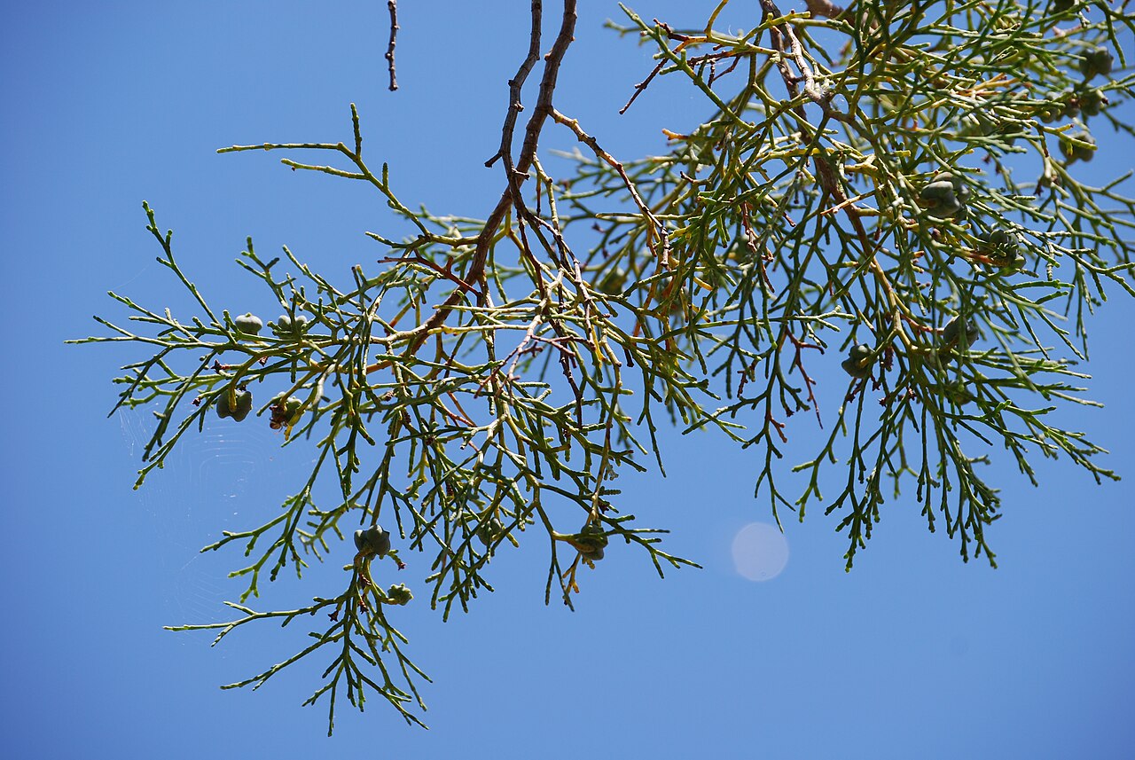 Arar tree: Tetraclinis articulata
