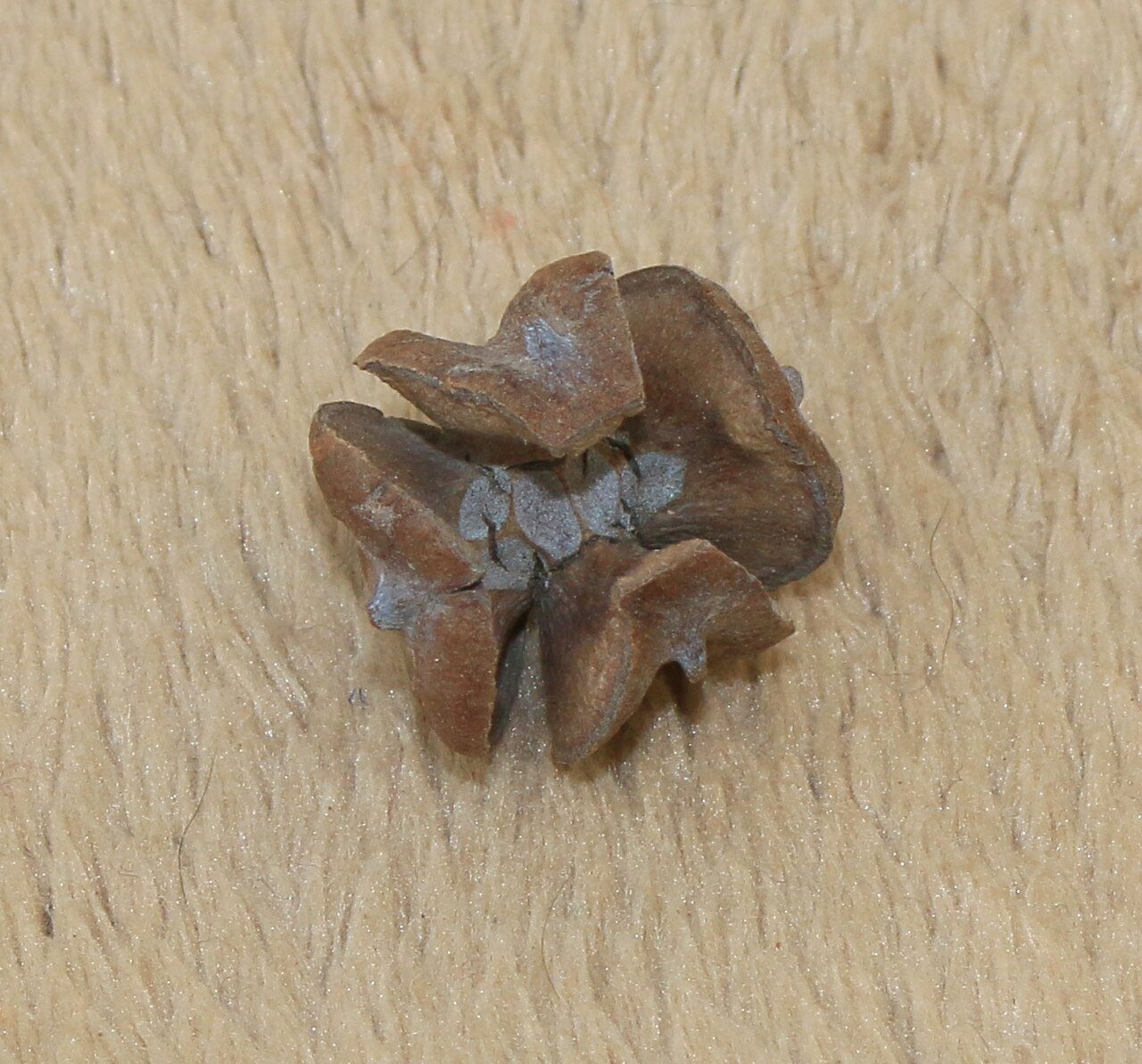 Arar tree: Tetraclinis articulata cone