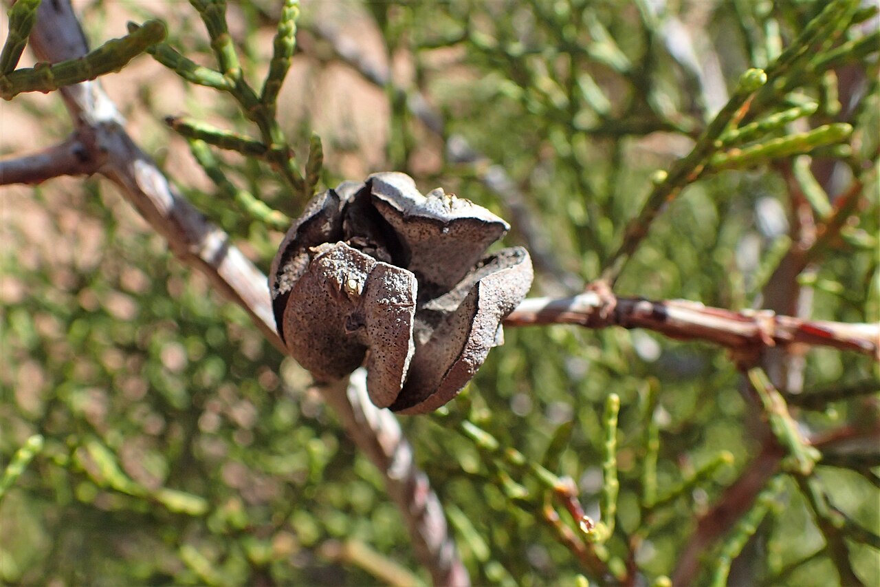 Arar tree: Tetraclinis articulata in Imintanoute