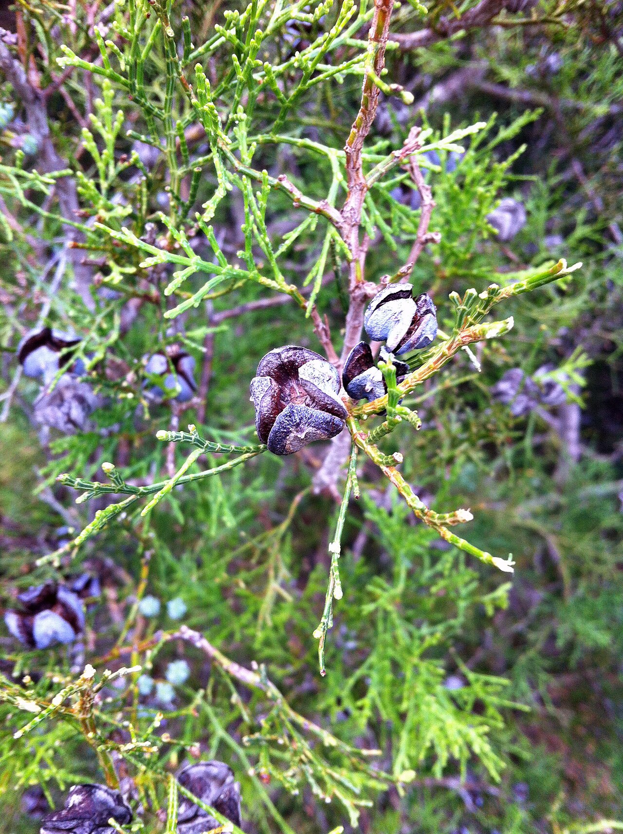 Arar tree: Cones and twigs of Tetraclinis articulata in Boukornine National Park near Tunis, Tunisia