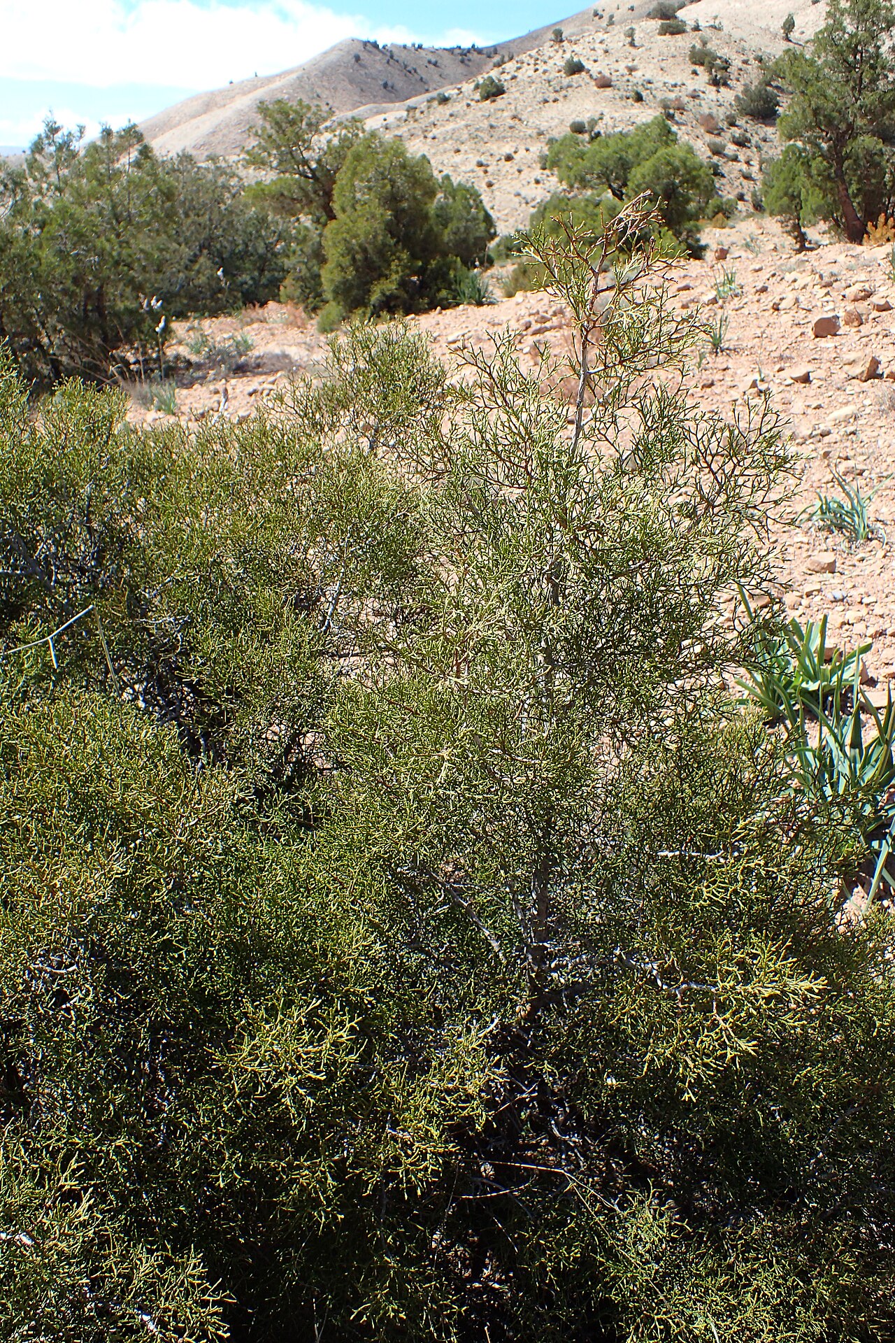Arar tree: Tetraclinis articulata in Imintanoute