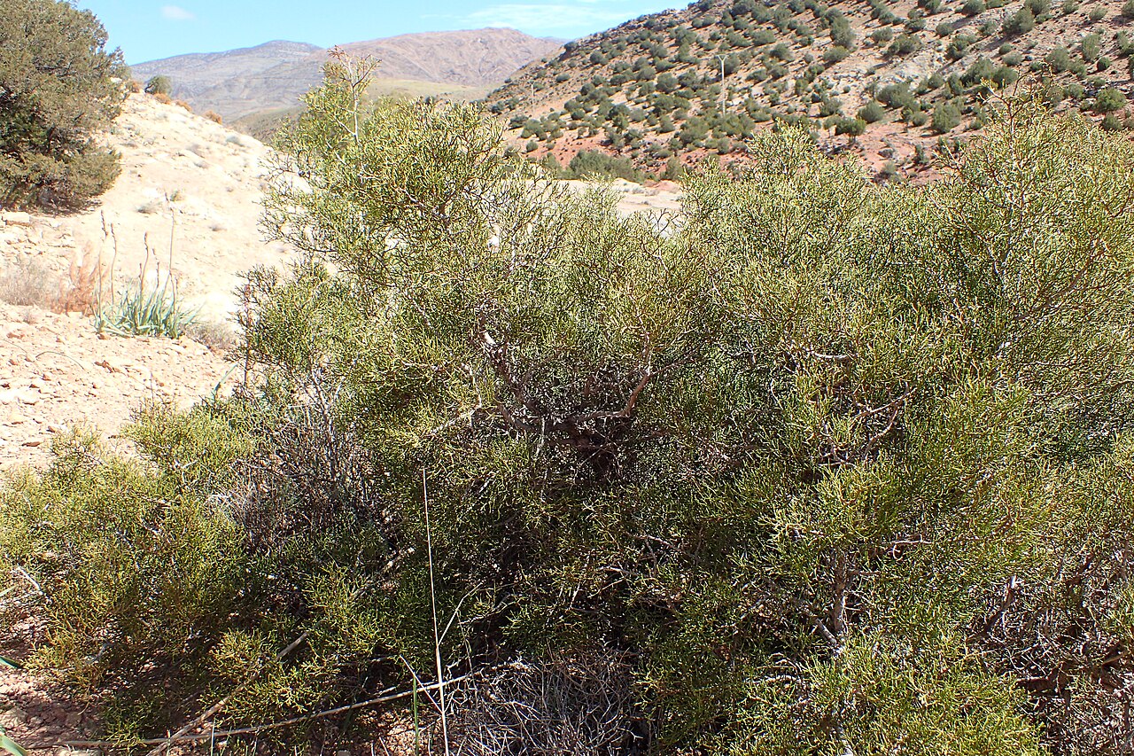Arar tree: Tetraclinis articulata in Imintanoute