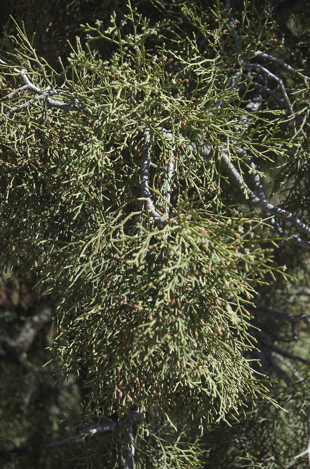 Arar tree: Tiz n-test