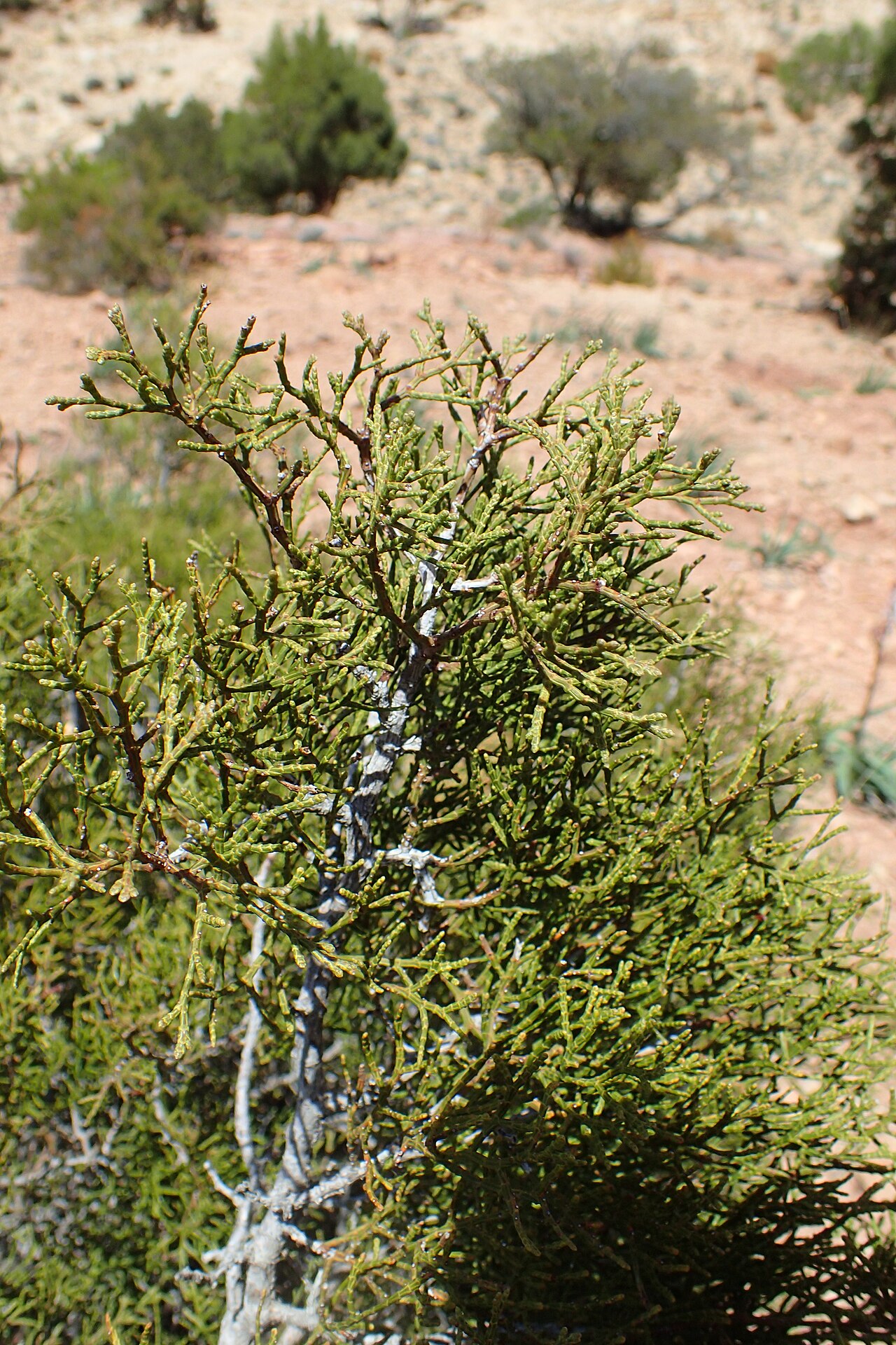 Arar tree: Tetraclinis articulata in Imintanoute