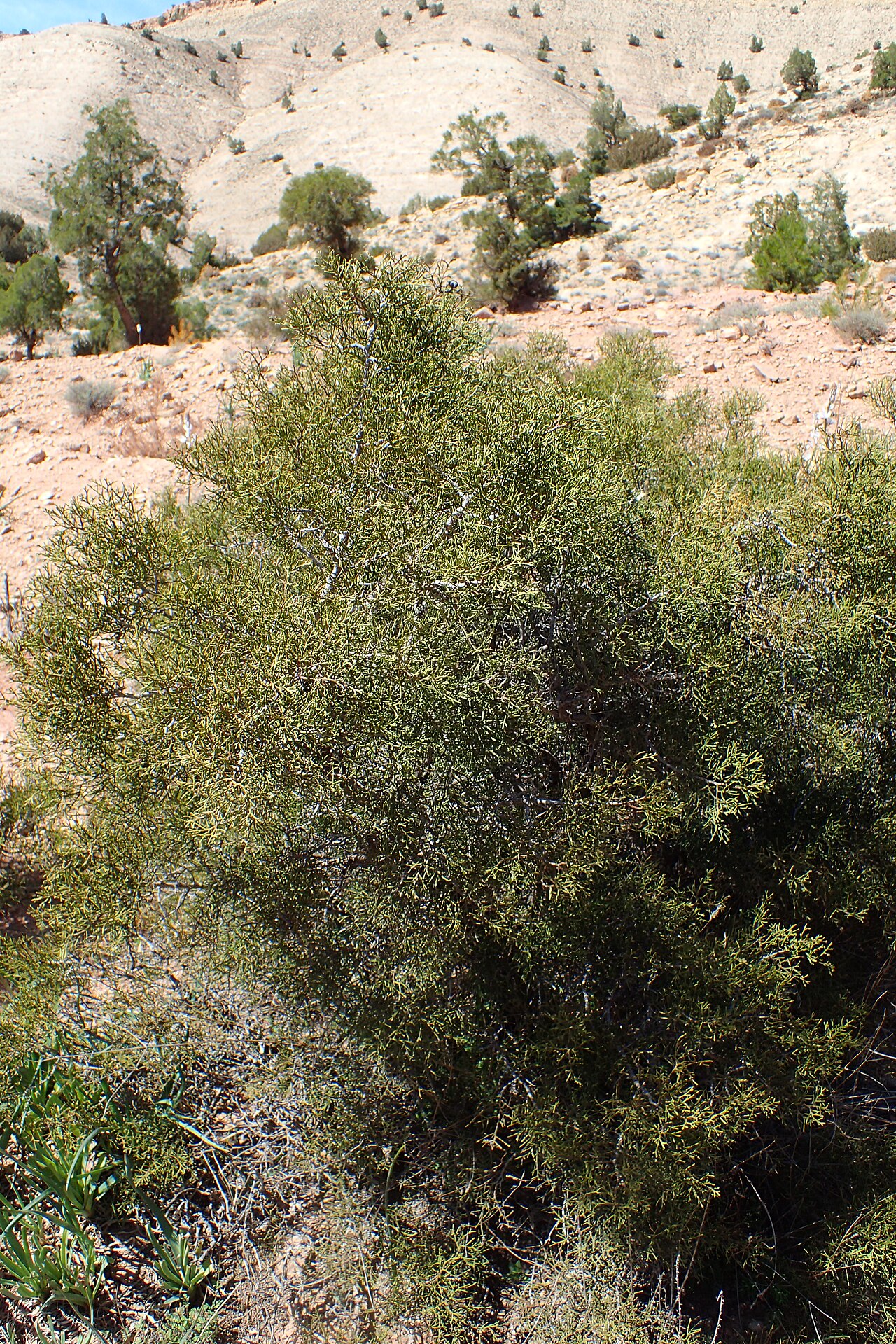 Arar tree: Tetraclinis articulata in Imintanoute