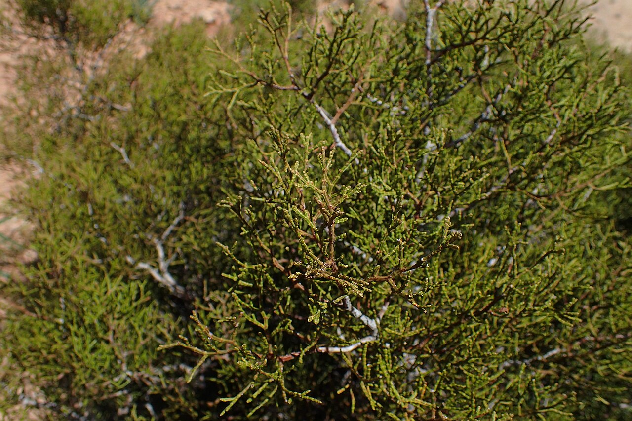 Arar tree: Tetraclinis articulata in Imintanoute