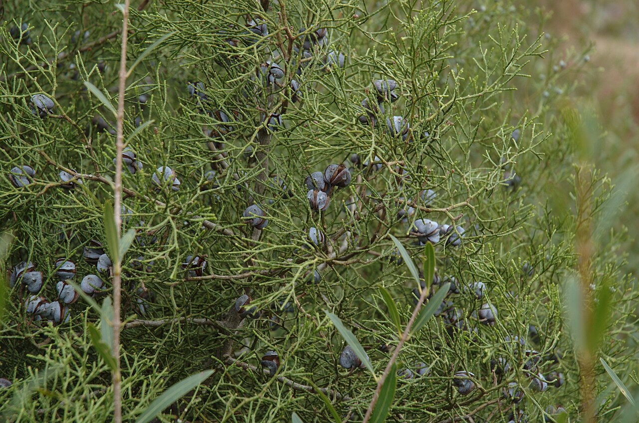 Arar tree: Tetraclinis articulata . Near Agnie, High Atlas Maroc / Morocco