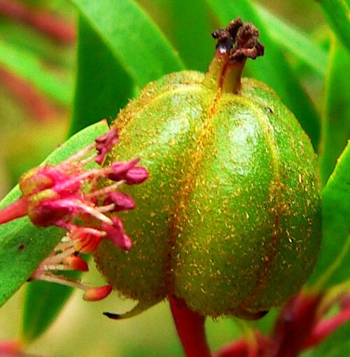 Red shrubby-spurge: Photo of Tetracoccus dioicus at the Regional Parks Botanic Garden , taken July 2006 by User:Stan Shebs