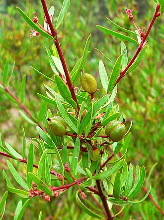 Red shrubby-spurge: Photo of Tetracoccus dioicus at the Regional Parks Botanic Garden