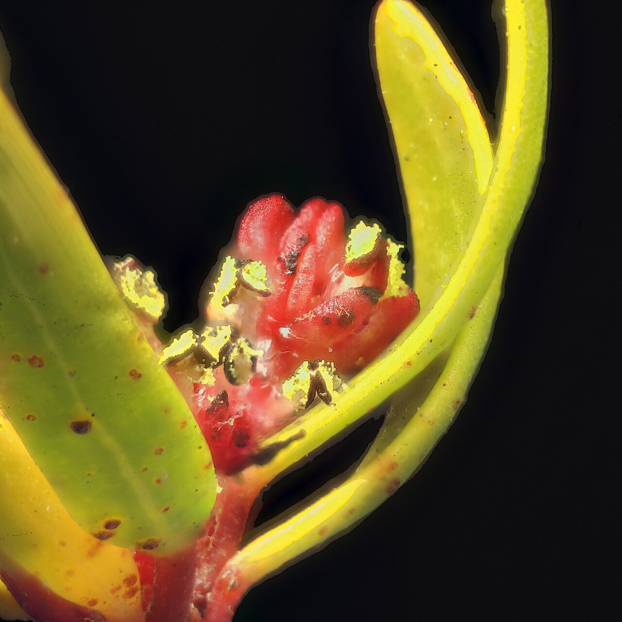 Red shrubby-spurge: Tetracoccus dioicus— Parry's tetracoccus. Included in the CNPS Inventory of Rare and Endangered Plants on list 1B.2 (rare, threatened, or endangered in CA and e