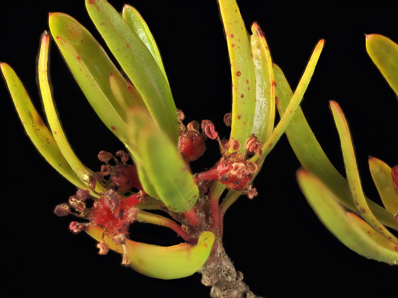 Red shrubby-spurge: Tetracoccus dioicus— Parry's tetracoccus. Included in the CNPS Inventory of Rare and Endangered Plants on list 1B.2 (rare, threatened, or endangered in CA and e