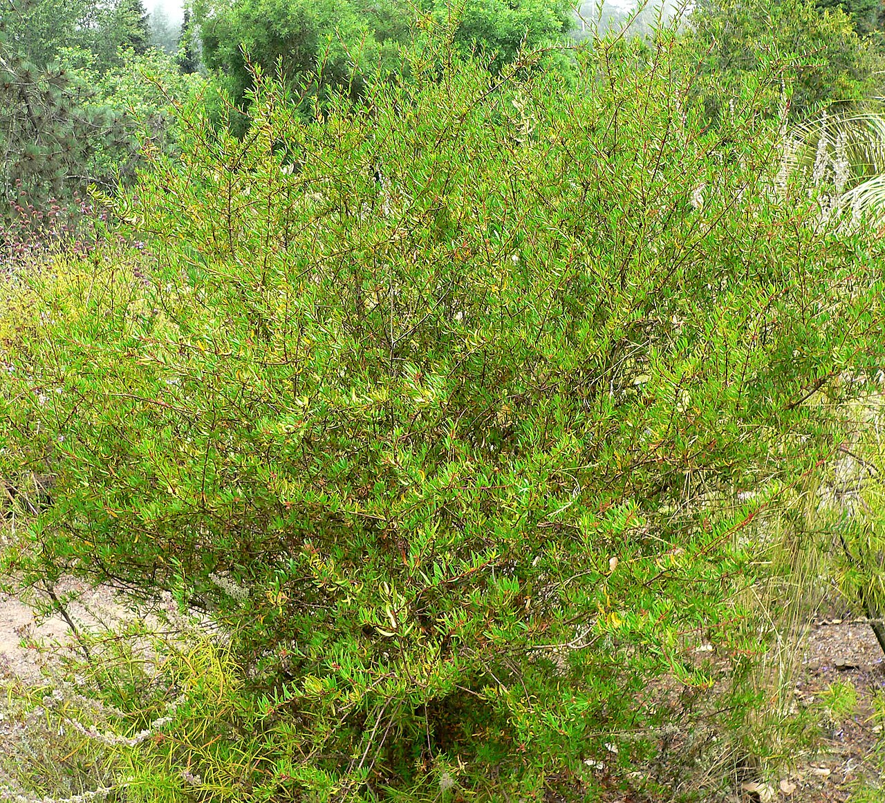 Red shrubby-spurge: Photo of Tetracoccus dioicus at the Regional Parks Botanic Garden